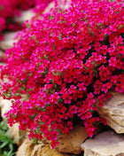 Cascade Red Rockcress – 50 Seeds