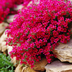 Collection image for: Rockcress