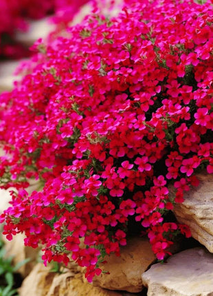 Cascade Red Rockcress – 50 Seeds