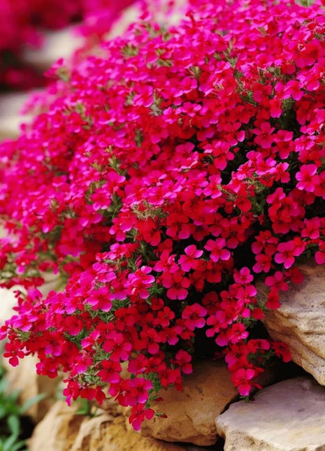 Cascade Red Rockcress – 50 Seeds