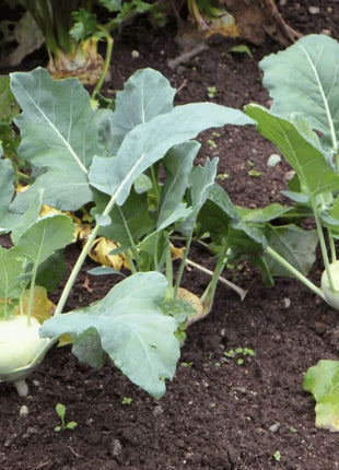 Early White Vienna Kohlrabi – 100 Seeds