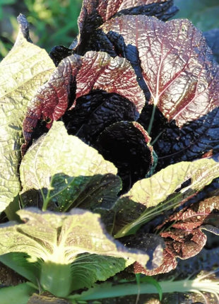 Red Giant Mustard – 100 Seeds