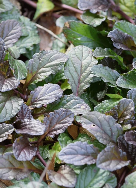 Osaka Purple Mustard – 100 Seeds