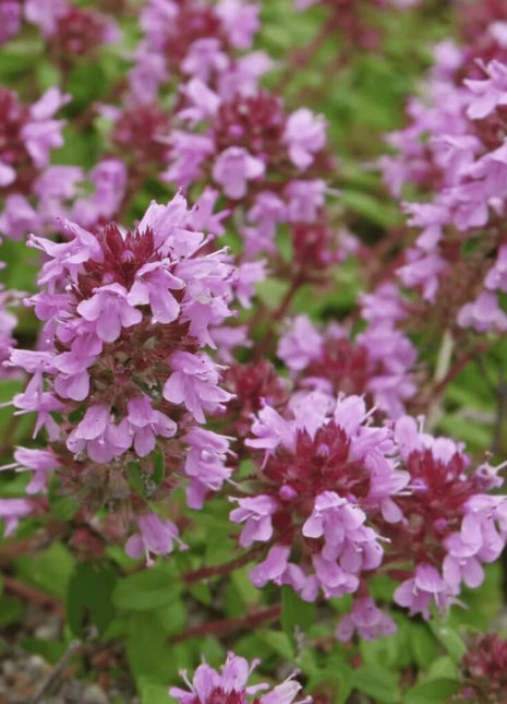 Lemon Thyme – 250 Seeds