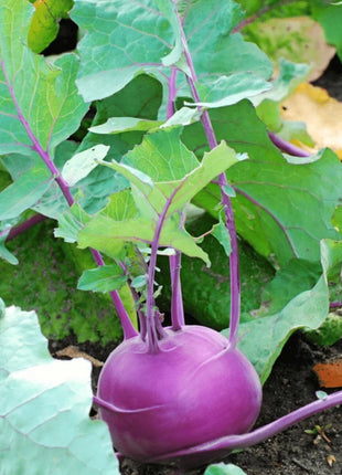 Purple Vienna Kohlrabi – 100 Seeds