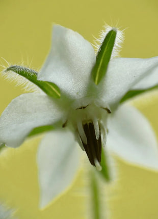 White Balloon Flower – 50 Seeds