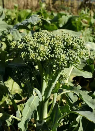 Di Cicco Broccoli – 200 Seeds