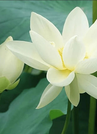 Bowl Lotus Seeds Bonsai Lotus Seeds for Planting Water Lily Flower Aquatic Plants Seeds