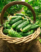 Pioneer Cucumber – 30 Seeds