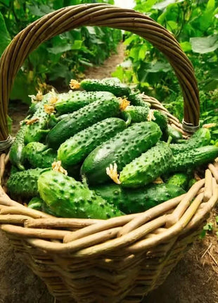 Pioneer Cucumber – 30 Seeds