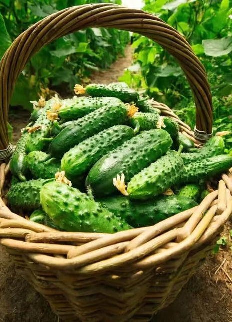 Pioneer Cucumber – 30 Seeds