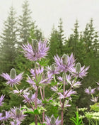 Alpine Sea Holly – 25 Seeds
