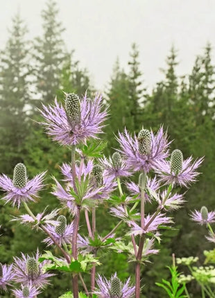 Alpine Sea Holly – 25 Seeds