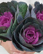 Red Ornamental Cabbage – 10 Seeds