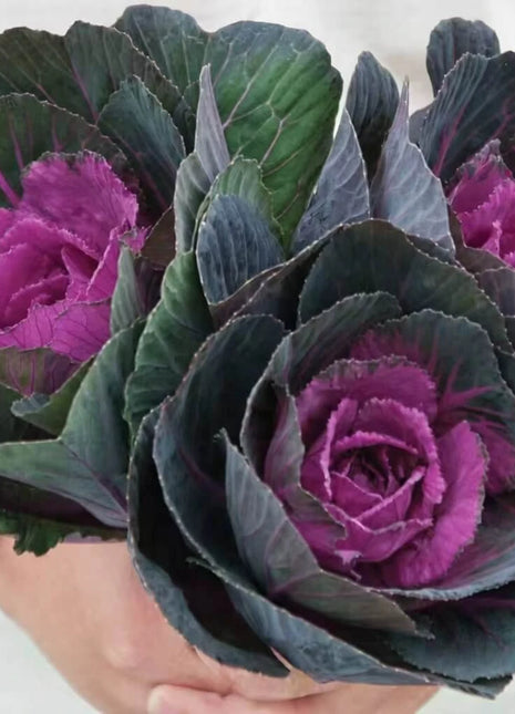 Red Ornamental Cabbage – 10 Seeds