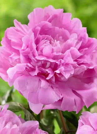 Peony Seeds (Autumn Saw)