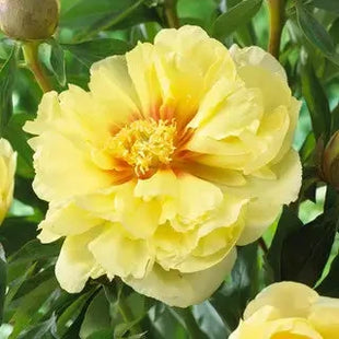 Peony Seeds (Autumn Saw)
