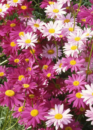 Last Day Sale - 60% OFF🌱 Pest Killer-Pyrethrum Daisy Seeds - Mixed Color
