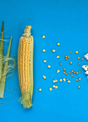 Popcorn Corn – 30 Seeds