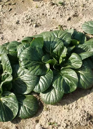 Tatsoi Mustard – 100 Seeds