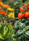 Marigold + Lettuce + Tomato + Basil — 10000+ Seeds