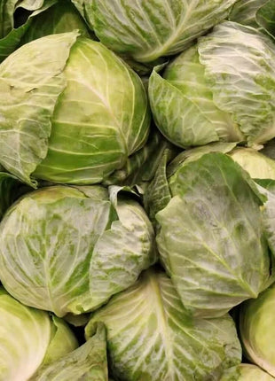 Golden Acre Cabbage – 100 Seeds