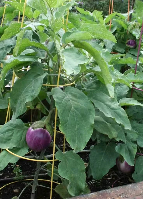 Rosa Bianca Eggplant – 50 Seeds