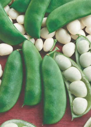Henderson Lima Bean (Pole) – 15 Seeds