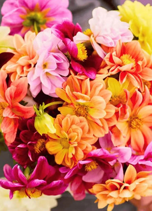 Early Bird Dahlia – 25 Seeds