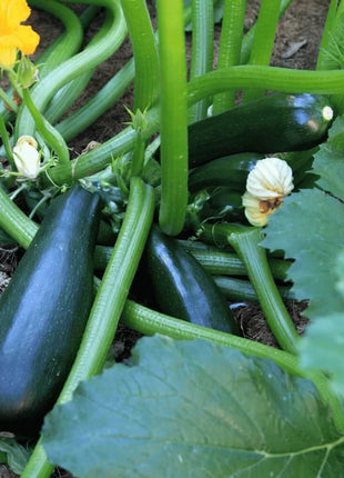 Black Beauty Summer Zucchini Squash – 25 Seeds