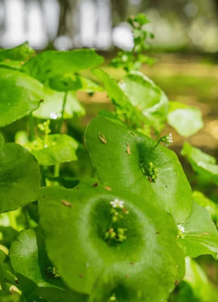 Winter Purslane, Miner’s Lettuce – 100 Seeds