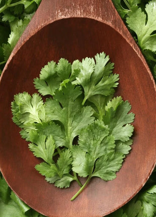 Calypso Cilantro – 100 Seeds