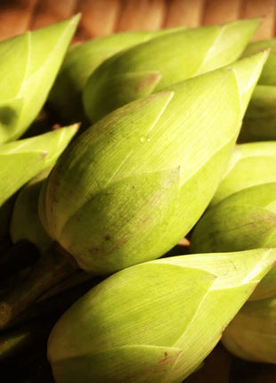 Sacred Lotus (Bonsai) - 5 Seeds