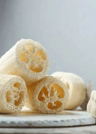 Luffa Gourd – 20 Seeds