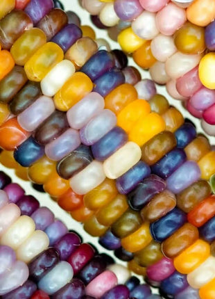 Glass Gems Corn – 30 Seeds
