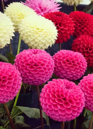Pompon Dahlia Mix – 25 Seeds