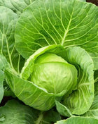 Golden Acre Cabbage – 100 Seeds