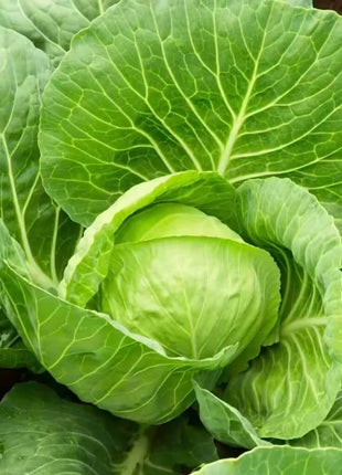 Golden Acre Cabbage – 100 Seeds
