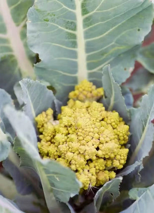 Romanesco Broccoli – 100 Seeds