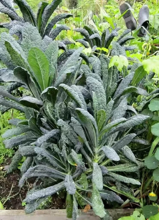 Lacinato "Dinosaur" Kale – 250 Seeds