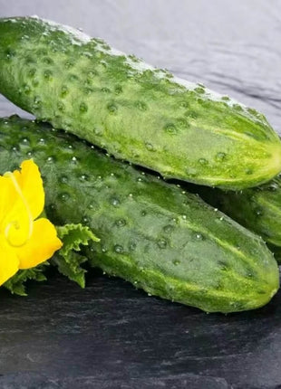 Pioneer Cucumber – 30 Seeds