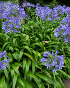 African Lily – 25 Seeds