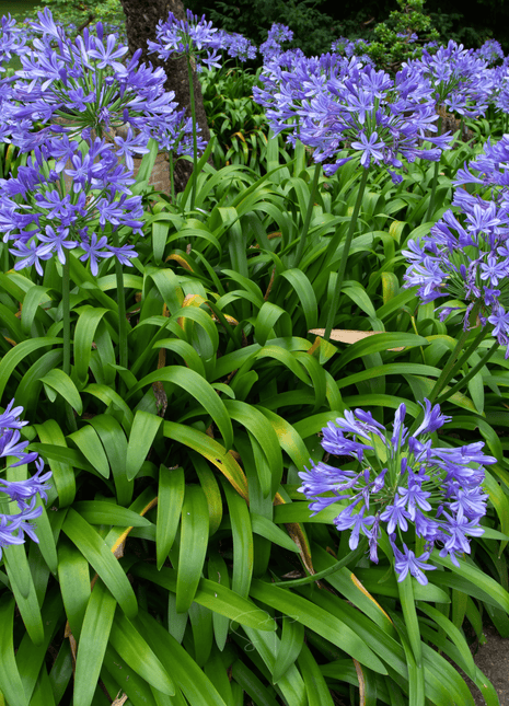 African Lily – 25 Seeds