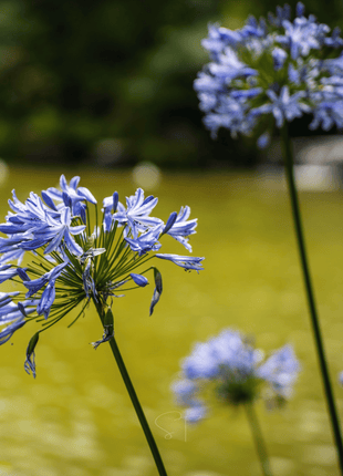 African Lily – 25 Seeds