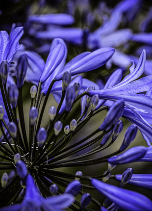 African Lily – 25 Seeds