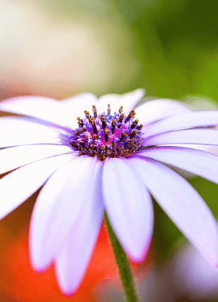African White Daisy – 25 Seeds