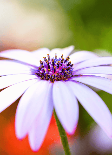 African White Daisy – 25 Seeds
