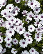 African White Daisy – 25 Seeds