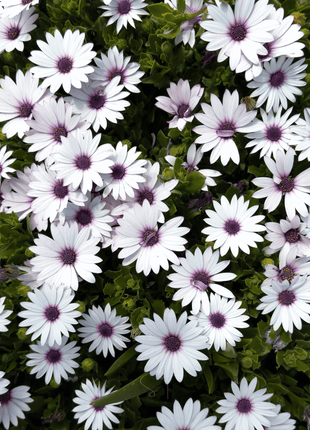 African White Daisy – 25 Seeds