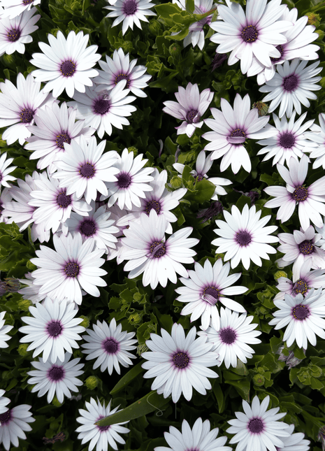 African White Daisy – 25 Seeds